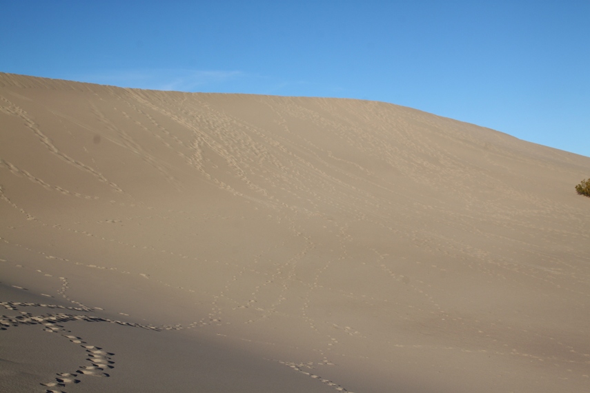 Mesquite Dunes